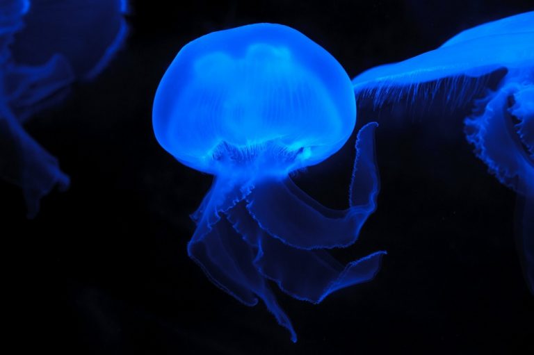 deep sea cretaures