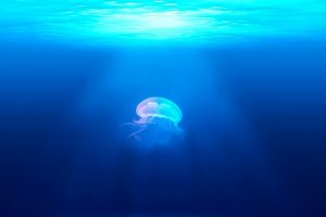 deep-sea bioluminescence 